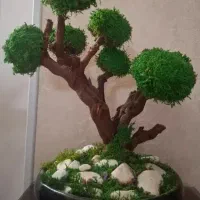 درخت جاودان،همیشه سبز