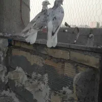 کبوتر دم سفید|پرنده|شوشتر, |دیوار