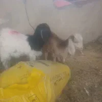 بزغاله ماده|حیوانات مزرعه|فشاپویه, |دیوار