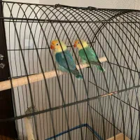 جفت طوطی برزیلی پاربلو اوپلاین یووینگ رنگ فوق خاص