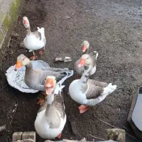 یک عدد غازمحلی نر درشت سالم