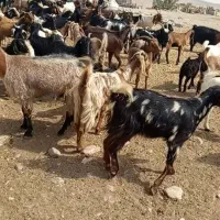 30راس بز آبستن و کهره دار داشتی بفروش میرسد|حیوانات مزرعه|شیراز, منصورآباد|دیوار