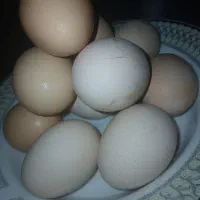 تخم مرغ خانگی|خوردنی و آشامیدنی|تربتحیدریه, منظر|دیوار