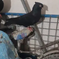 سیاه ماده|پرنده|بندر ماهشهر, |دیوار