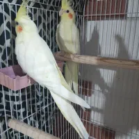 عروس هلندی