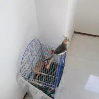 عروس هلندی نر رام