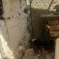 یک جفت کبوتر کرمانی جفتکاهی زات اتم
