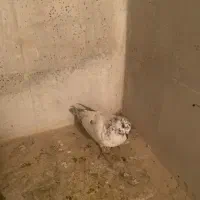 کبوتر|پرنده|دهگلان, |دیوار