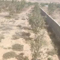 باغ کشاورزی 1.2 هکتار. با درختان به ثمر رسیده|فروش دفتر صنعتی، کشاورزی، تجاری|کیاسر, |دیوار