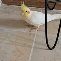 پرنده|پرنده|لاهیجان, جمهوری|دیوار