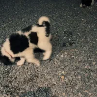 توله قدریجونی