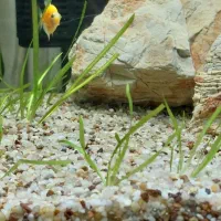 آکواریوم پلنت ریملس ۴۰.۴۵.۶۰ بهمراه میز