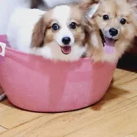 سگ پامر اشپیتز