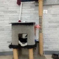 اسکرچر بازی گربه خانه گربه پت شاپ حیوان