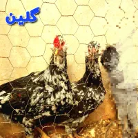 زینتی، گلین، لهستانی، مینیاتوری، توله‌های گلدن|حیوانات مزرعه|رودسر, |دیوار