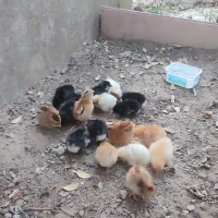 تخم مرغ نطفه دار اصل لوهمن آلمانی.