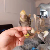 عروس هلندی نر وماده و جفت مولد|پرنده|شیراز, جوادیه|دیوار