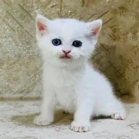 گربه برتیش تابتا دختر