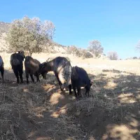 بز داشتی وکشتی