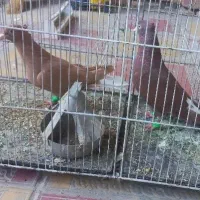 کفتر دم سفید|پرنده|نیشابور, باغرود|دیوار