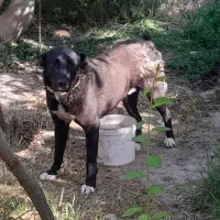 سگ سراب