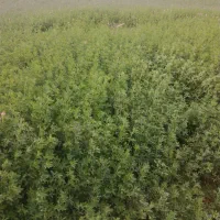 گل ینجه چین 4|حیوانات مزرعه|بن, |دیوار