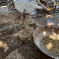 غاز دونه هشت صدوپنجا ۳ عدد هست دوتا ماده یکی نر