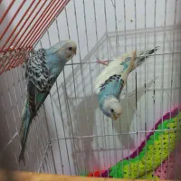 مرغ عشق آبی بسیار شلوغ|پرنده|سیاهکل, |دیوار