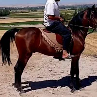 نریان کرد درجه یک