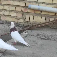 کبوتر سرخ نر بالغ