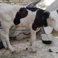 حمیدیه