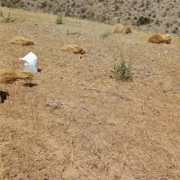 شش عدد بره یکی نر بقیه ماده خوب سالمون سرحال