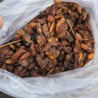 خشکبار انواع کشمش|عمدهفروشی|خلیل آباد, |دیوار