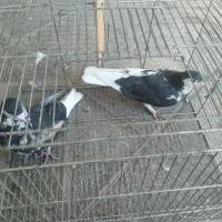 کبوترشیرازینرمادهسالم
