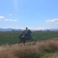 اسب مادیان پایه یک دره شور