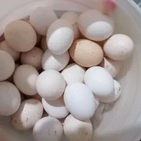 تخم مرغ محلی