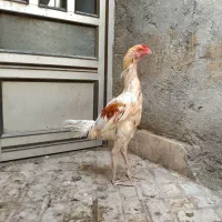 خروس لاری اصیل