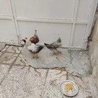 دو خروس یک وار