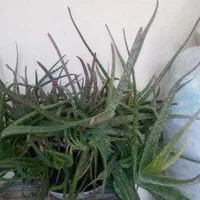گل های نخل خرما.بید.گندمی.الوورا.کاکتوس|گل و گیاه طبیعی|تهران, نظام‌آباد|دیوار