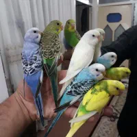 مرغ عشق و طوطی کوتوله برزیلی دستی،مولد وتخم کبوتر