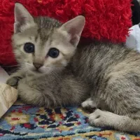 فروش گربه