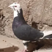 کبوتر پلنگ سیاه
