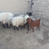 گوسفند وبره|حیوانات مزرعه|زابل, |دیوار