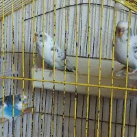 تعدادی عروس هلندی و مرغ عشق|پرنده|صومعه‌سرا, |دیوار