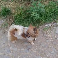 سگ عروسکی ناز