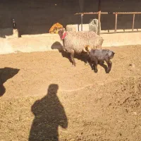 میش کری|حیوانات مزرعه|مرودشت, تخت جمشید|دیوار