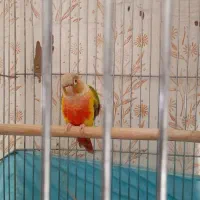 طوطی گرینچیک|پرنده|رفسنجان, |دیوار