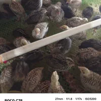 جوجه بلدرچین