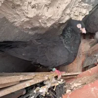 کوت عبدالله شریعتی ۱ خ ۸ فرعی سوم