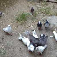 کبوتر‌های‌پروازی‌بالای‌۴‌ساعت